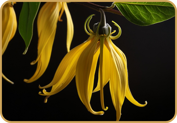 Ylang Ylang Banner